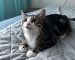 Кошки в Санкт-Петербурге: Котята в добрые руки Девочка, Бесплатно - фото 3