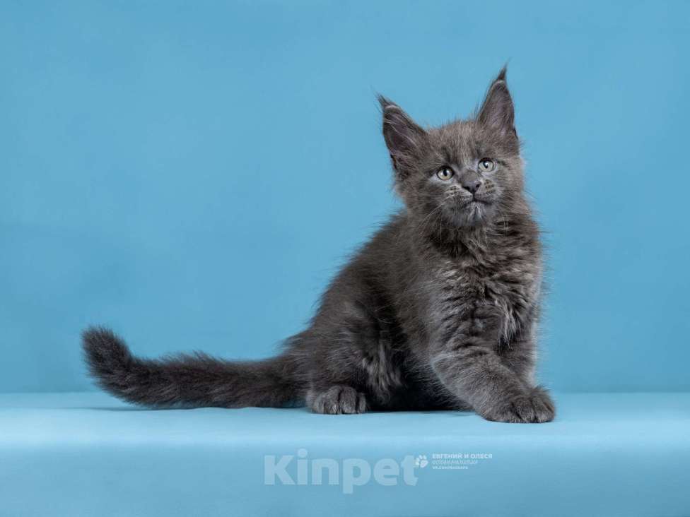 Кошки в Санкт-Петербурге: Мейн-кун Енисей Мальчик, Бесплатно - фото 2