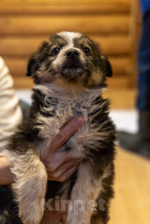Собаки в Москве: Щенки метисы ищут дом Девочка, Бесплатно - фото 8