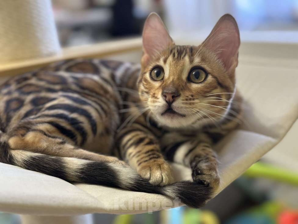 Кошки в других городах Московской области: Бенгальская Кошечка Браун, носитель снега Девочка, 97 000 руб. - фото 3