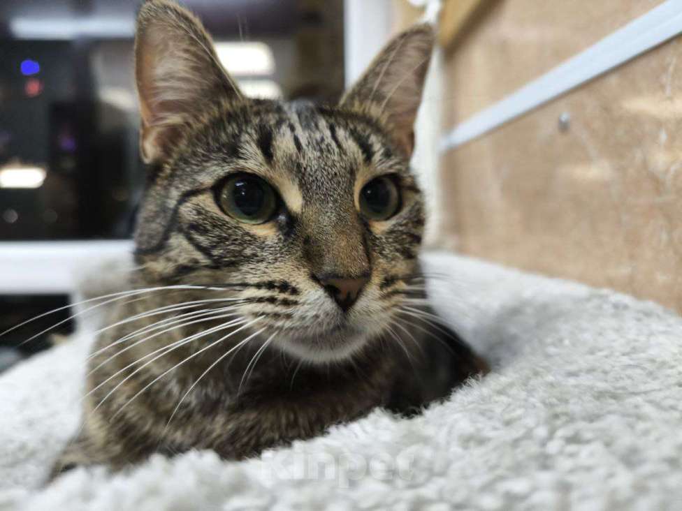 Кошки в Москве: Спокойная кошка в добрые руки Девочка, Бесплатно - фото 7