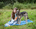 Собаки в Солнечногорске: Молода, спокойная, собака-компаньон Девочка, Бесплатно - фото 3