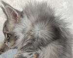 Кошки в Новосибирске: Продам котенка породы мейн-кун!  Девочка, Бесплатно - фото 2