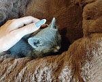 Кошки в Волгодонске: Очень красивая девочка Девочка, Бесплатно - фото 4