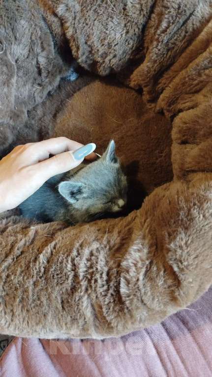 Кошки в Волгодонске: Очень красивая девочка Девочка, Бесплатно - фото 4