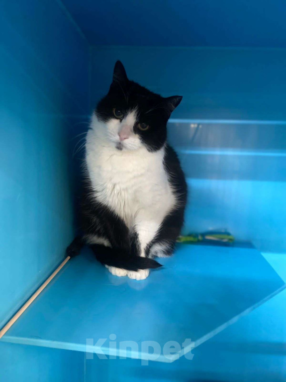 Кошки в Москве: Черно-белый это классика Девочка, Бесплатно - фото 4