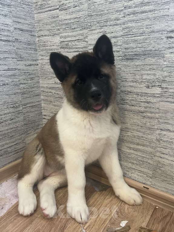Собаки в Омске: Щенок Американской Акиты Девочка, 50 000 руб. - фото 7