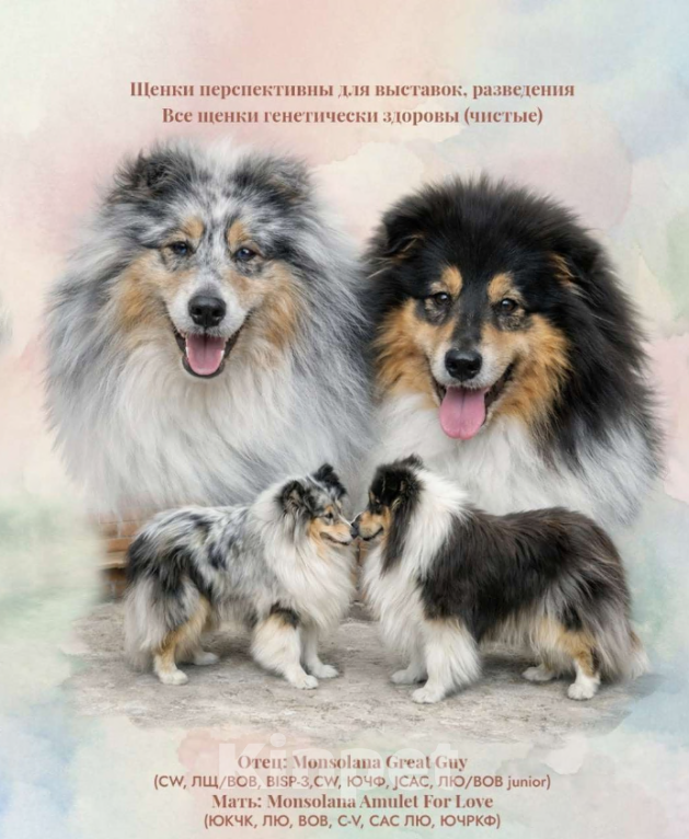 Собаки в Константиновске: Колли длинношерстный щенки Мальчик, 60 000 руб. - фото 1
