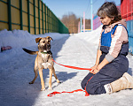 Собаки в Москве: Небольшая собачка в добрые руки Девочка, Бесплатно - фото 3