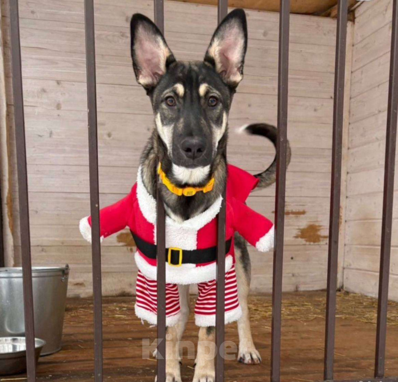 Собаки в Люберцах: Ласковая девочка Девочка, Бесплатно - фото 3