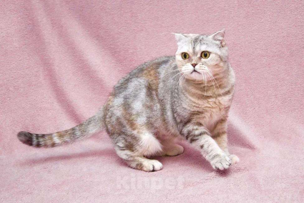 Кошки в Москве: Уютная плюшевая кошечка Эмма в добрые руки Девочка, Бесплатно - фото 5