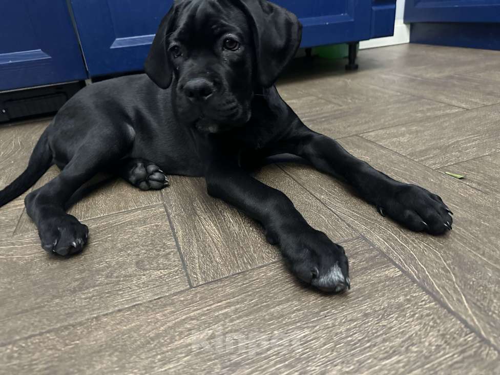 Собаки в других городах Московской области: Щенок кане-корсо Девочка, 40 000 руб. - фото 6