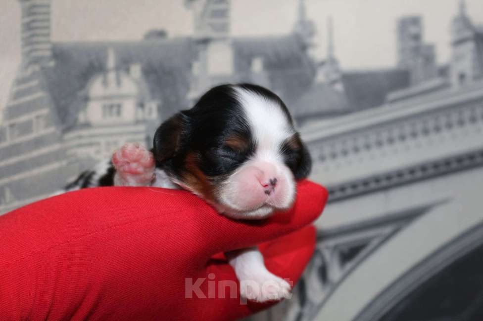 Собаки в Воронеже: Кавлер кинг чарльз спаниель Девочка, Бесплатно - фото 3