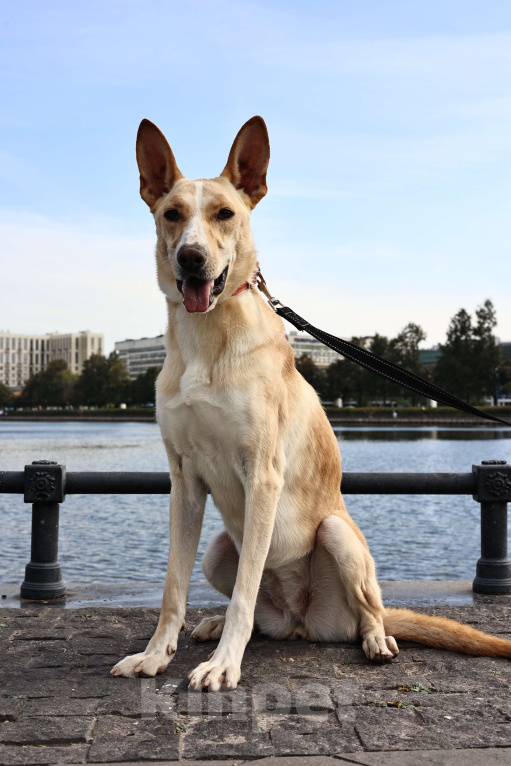 Собаки в Москве: Собака в добрые руки бесплатно Москва Девочка, Бесплатно - фото 6