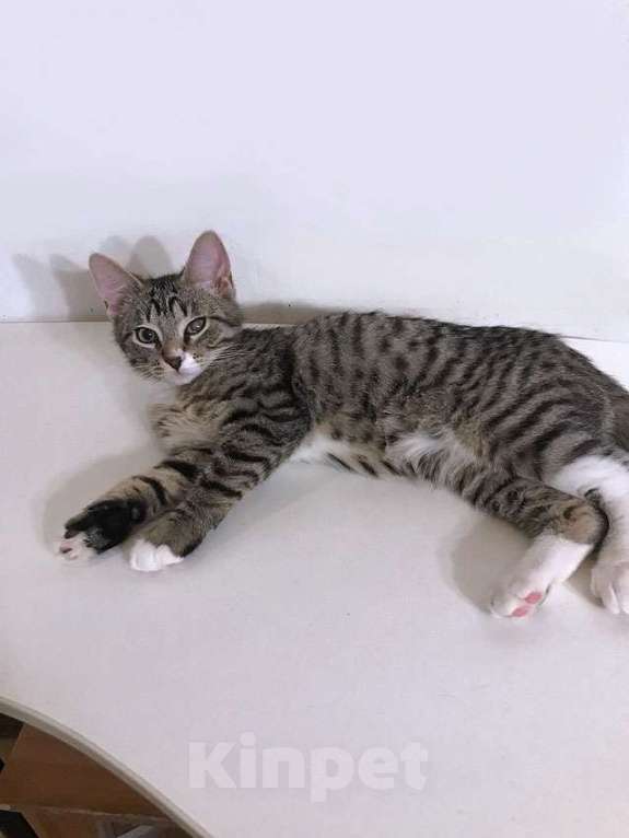 Кошки в Москве: Обаятельный минитигренок, котенок Ося ищет дом Мальчик, 10 руб. - фото 5