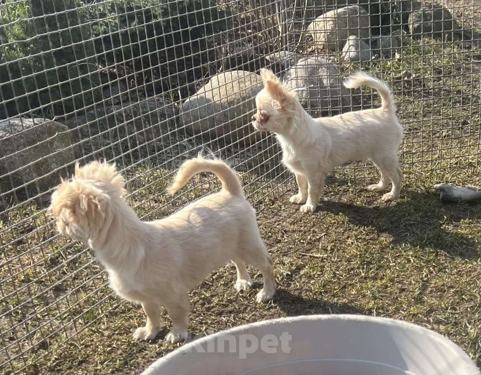 Собаки в Санкт-Петербурге: Кремовые чихуашки Девочка, 35 000 руб. - фото 6