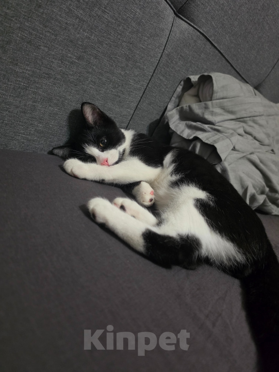Кошки в Москве: Котёнок в добрые руки Мальчик, Бесплатно - фото 9