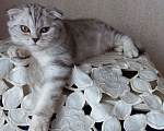 Кошки в Москве: Продажа котенка  Девочка, 35 000 руб. - фото 3