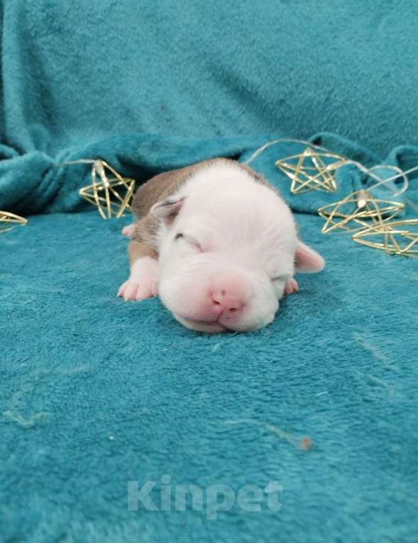 Собаки в Белгороде: Щенки американского стаффордширского терьера  Мальчик, 80 000 руб. - фото 5