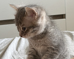 Кошки в Саратове: Котята в добрые руки Девочка, Бесплатно - фото 5