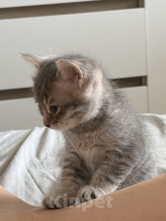 Кошки в Саратове: Котята в добрые руки Девочка, Бесплатно - фото 5