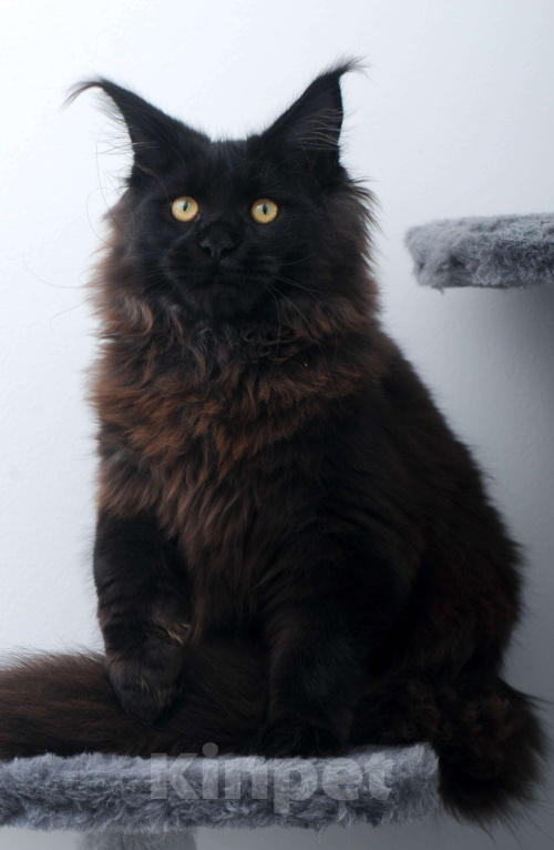 Кошки в Москве: Чёрный котенок мейн-кун  Мальчик, 45 000 руб. - фото 3