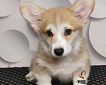 Собаки в Москве: Мальчик вельш корги пемброк  Мальчик, 70 000 руб. - фото 4