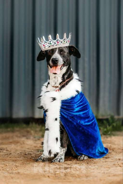 Собаки в Москве: Цирковой пёс Барни в добрые руки Мальчик, 1 руб. - фото 3