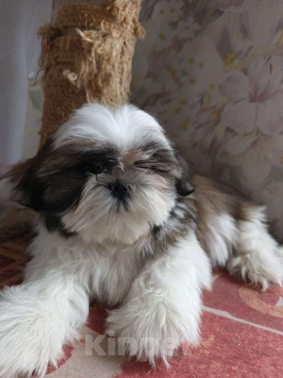 Собаки в Железногорске: Щенки ши-тцу Мальчик, 60 000 руб. - фото 7