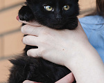 Кошки в Москве: Котёнок в добрые руки Мальчик, Бесплатно - фото 5