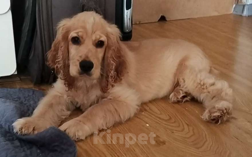 Собаки в Анапе: Английский кокер спаниель Адара Девочка, 23 000 руб. - фото 1