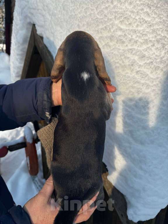 Собаки в других городах Московской области: Сука бигль. Девочка, 60 000 руб. - фото 2