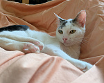 Кошки в Москве: Котенок девочка Девочка, Бесплатно - фото 1