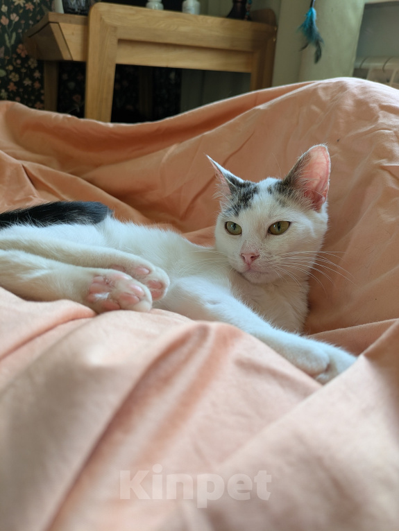 Кошки в Москве: Котенок девочка Девочка, Бесплатно - фото 1