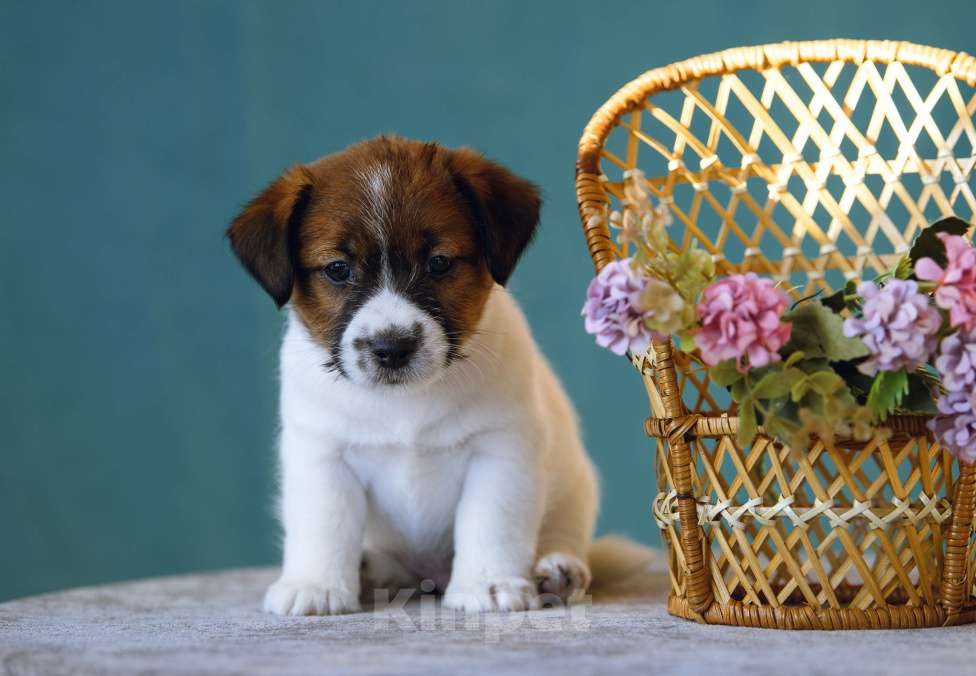 Собаки в Калининграде: Щенки джек рассел терьера Мальчик, 70 000 руб. - фото 3
