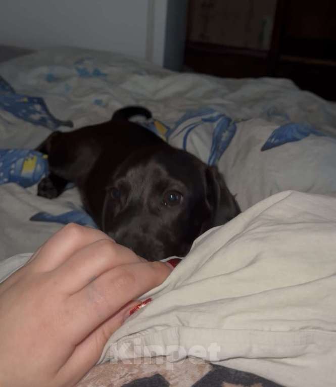 Собаки в Курске: В очень добрые руки. Мальчик, Бесплатно - фото 1