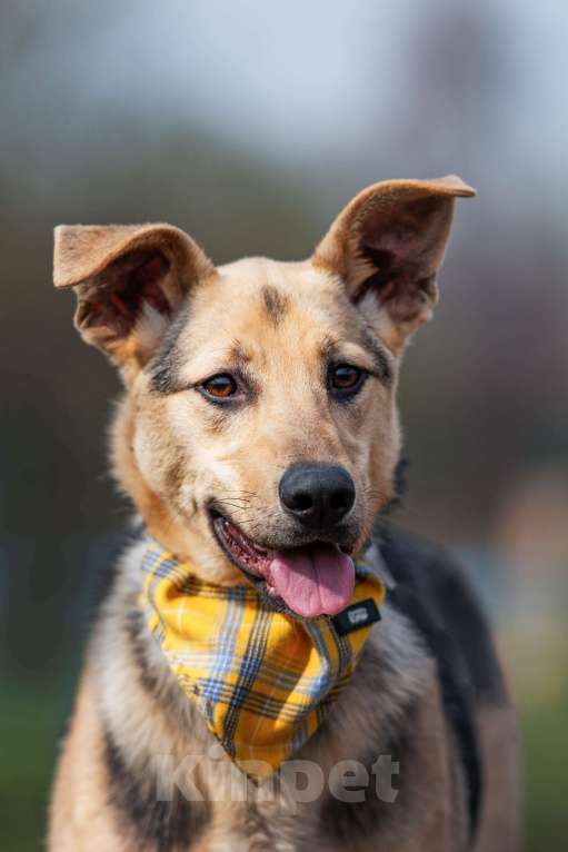 Собаки в других городах Московской области: Доброжелательная Джули Девочка, Бесплатно - фото 9
