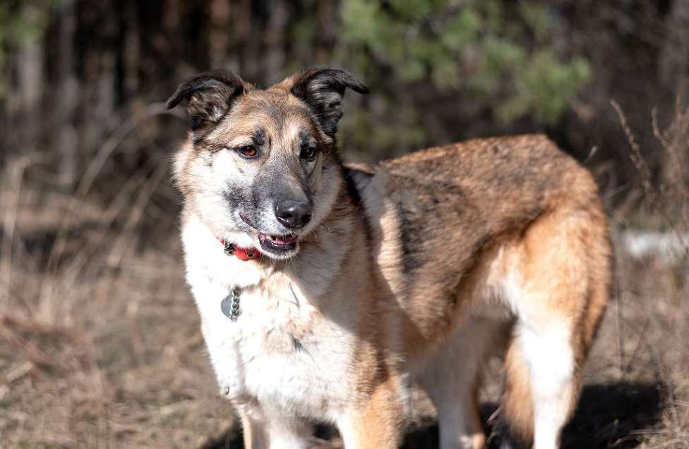 Собаки в Балашихе: Харви мечтает о хозяине  Мальчик, Бесплатно - фото 4