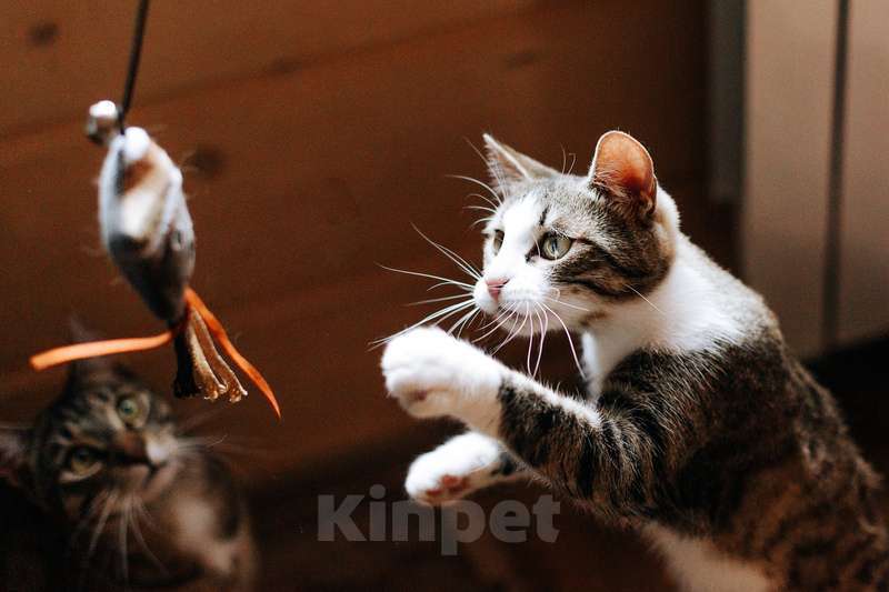 Кошки в Москве: Веселые непоседы Валли и Хлоя ищут семью Девочка, 1 руб. - фото 10