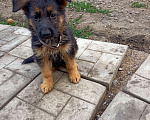 Собаки в Омске: Девочка 1 Девочка, Бесплатно - фото 1