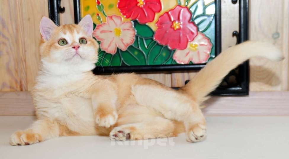 Кошки в Рыбинске: Британский золотой мальчик 5 мес Мальчик, 25 000 руб. - фото 4
