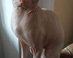 Кошки в Новороссийске: Кот на вязку, 2 000 руб. - фото 2