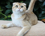 Кошки в Полярном Зоре: вислоухий котик золотого окраса, 10 000 руб. - фото 2
