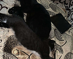 Кошки в Угличе: Британская девчуля, 500 руб. - фото 1