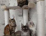 Кошки в Ливны: Шикарные котята мейн кун, 40 000 руб. - фото 10