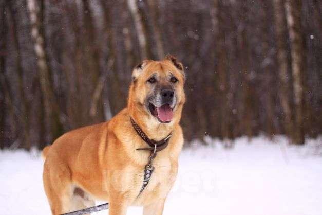 Собаки в Москве: Варох Мальчик, Бесплатно - фото 2