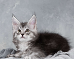 Кошки в Москве: Саманта - серебряная кошка мейн-кун Девочка, 80 000 руб. - фото 2