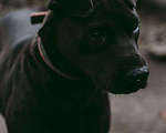 Собаки в Москве: Небольшая собака Нора, метис шарпея, в добрые руки Девочка, Бесплатно - фото 4