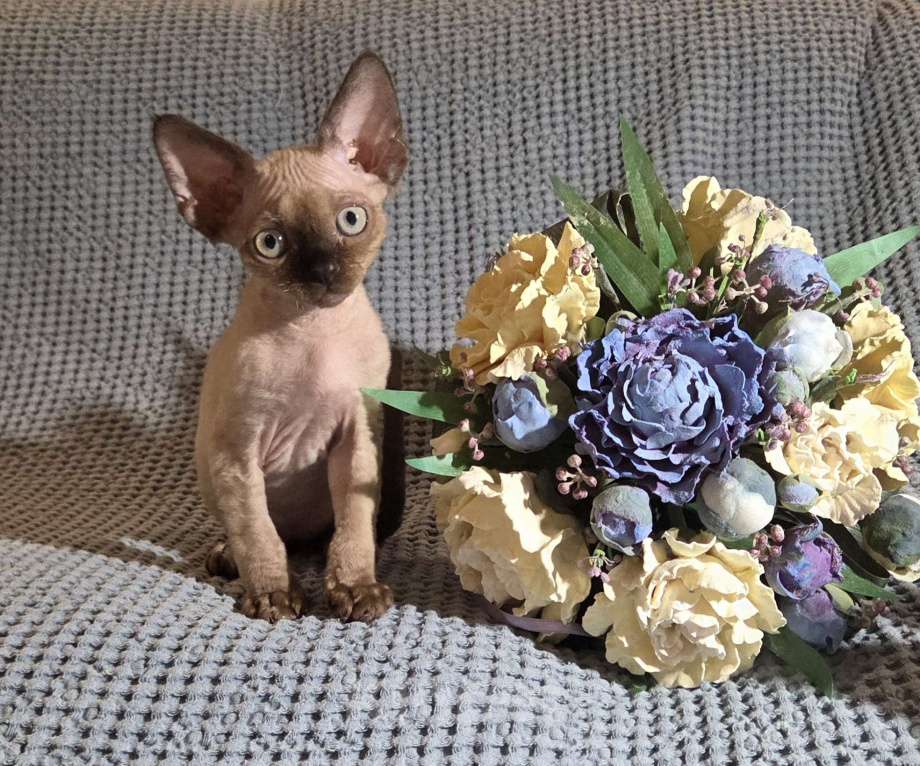 Кошки в Москве: Котята девон рекс Мальчик, 110 000 руб. - фото 6