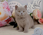 Кошки в Санкт-Петербурге: Британский котик лилового окраса (ген.тиккирован) Мальчик, 40 000 руб. - фото 5